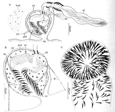 Cirrifera boletiformae Cirrifera boletiformae