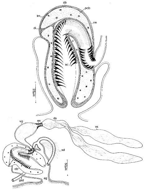 Cirrifera cirrifera Cirrifera cirrifera