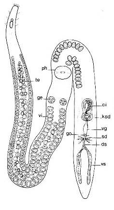 Cirrifera cirrifera Cirrifera cirrifera