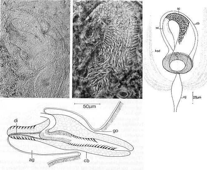 Cirrifera cirrifera Cirrifera cirrifera