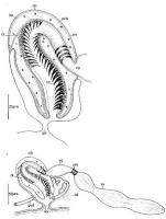 Cirrifera dumosa