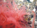 Rhodophyta (red algae)