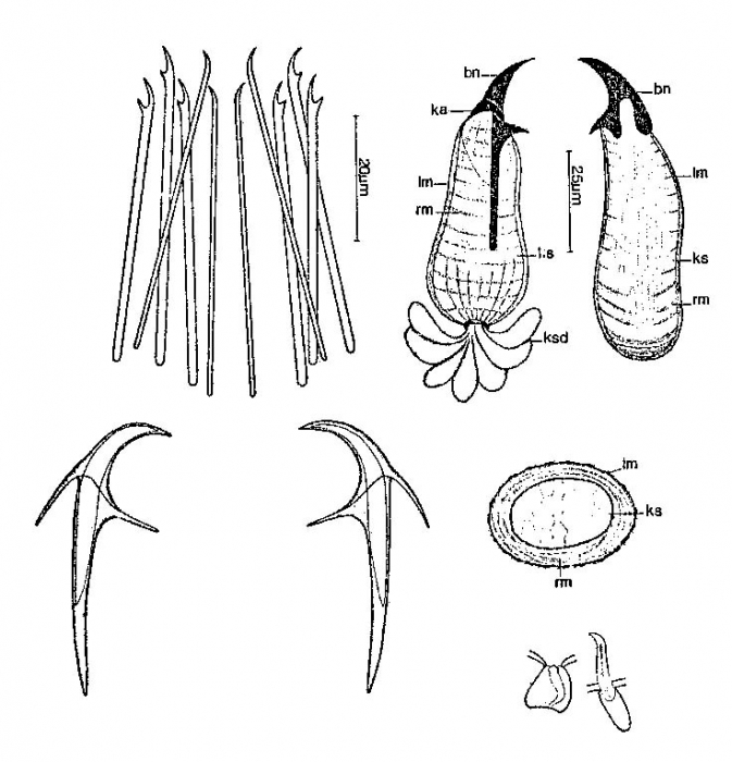 Coelogynopora axi Coelogynopora axi