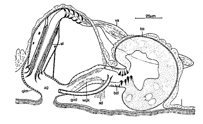 Coelogynopora axi Coelogynopora axi