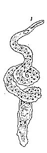 Coelogynopora biarmata Coelogynopora biarmata