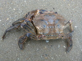 Fluwelen zwemkrab, author: Billiau, René