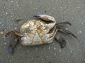 Crustacea (crustaceans)