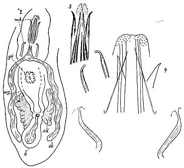 Coelogynopora biarmata Coelogynopora biarmata