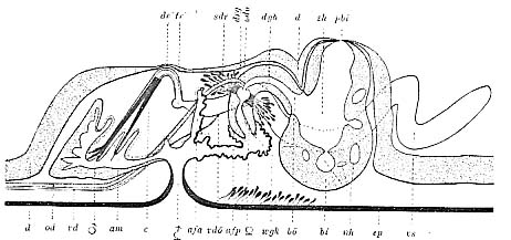 Coelogynopora bresslaui Coelogynopora bresslaui
