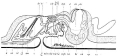 Platyhelminthes (flatworms)