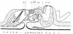Platyhelminthes (flatworms)