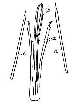 Coelogynopora bresslaui Coelogynopora bresslaui