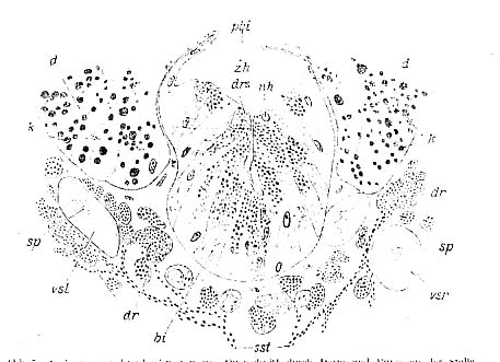 Coelogynopora bresslaui Coelogynopora bresslaui