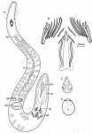 Coelogynopora cassida