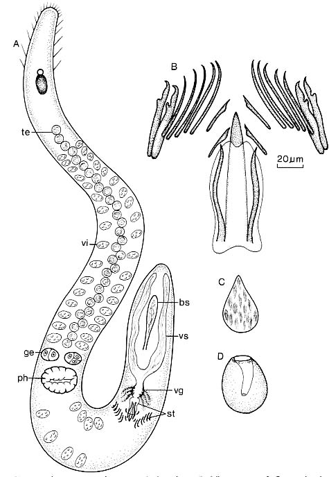 Coelogynopora cassida Coelogynopora cassida