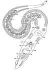 Coelogynopora distortofolio