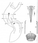 Coelogynopora distortofolio