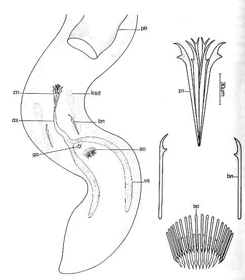 Coelogynopora distortofolio Coelogynopora distortofolio