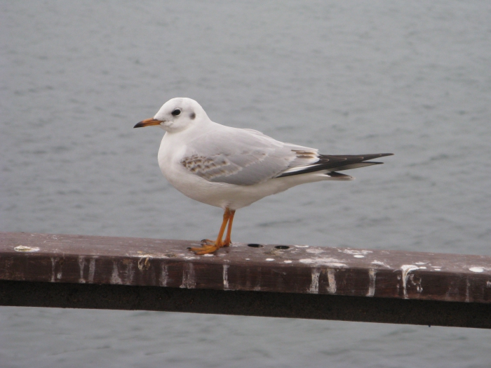 Immature Larus ridibundus