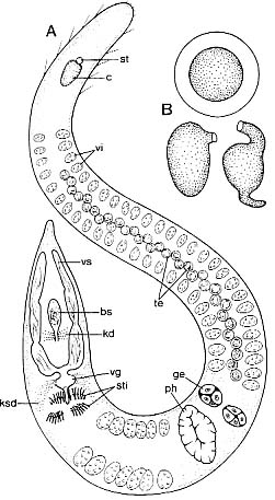 Coelogynopora faenofurca Coelogynopora faenofurca