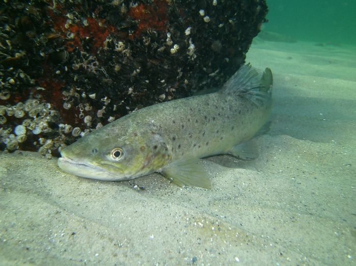 Salmo trutta trutta Salmo trutta trutta