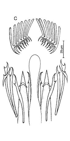Coelogynopora faenofurca Coelogynopora faenofurca