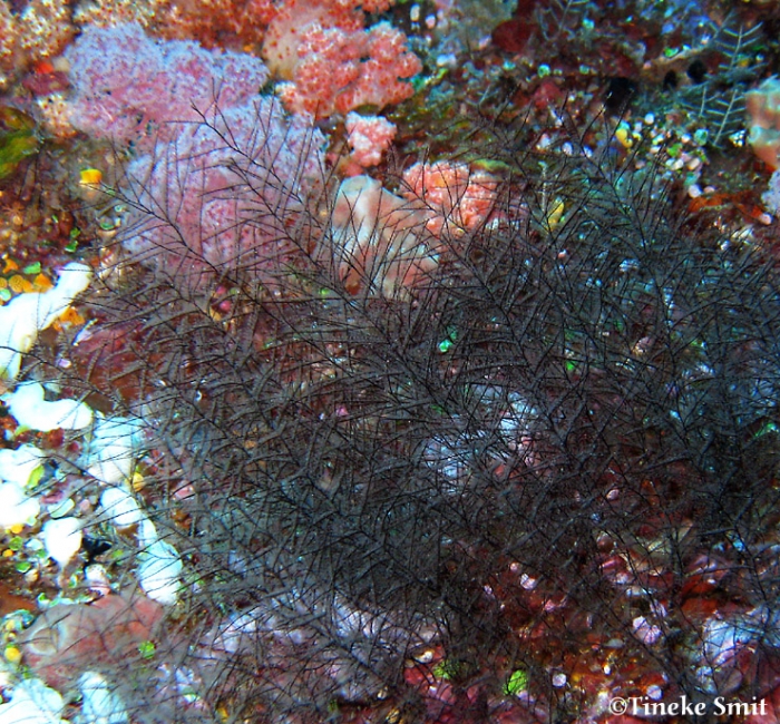 Plumularia spiralis; North Sulawesi; photographer and copyright Tineke Smit Plumularia spiralis; North Sulawesi; photographer and copyright Tineke Smit