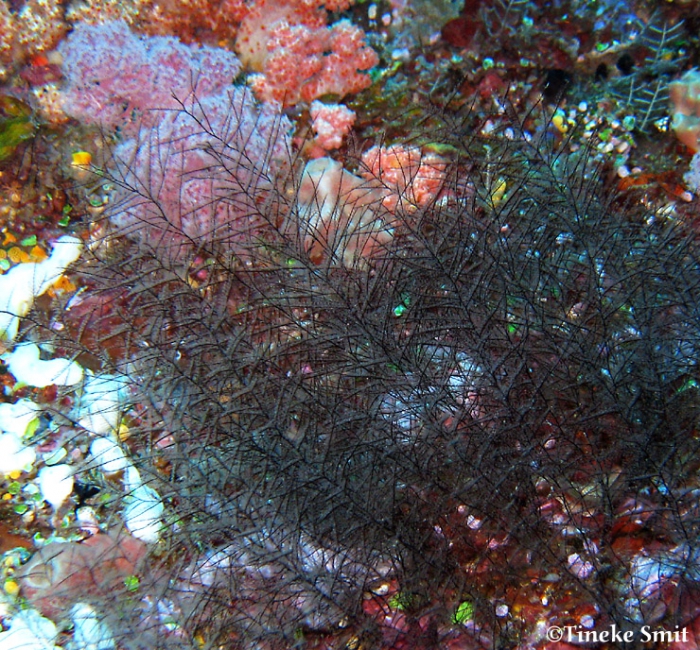 Plumularia spiralis; North Sulawesi; photographer and copyright Tineke Smit