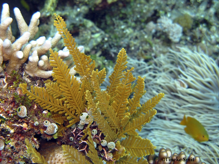 Aglaophenia cupressina; North Sulawesi; photographed and copyright Tineke Smit