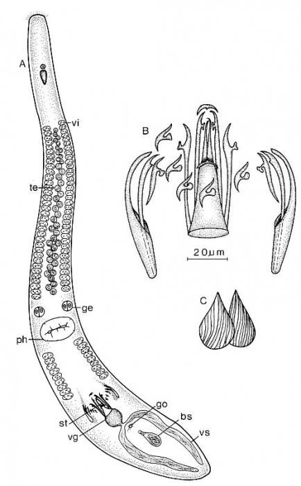 Coelogynopora forcipis Coelogynopora forcipis