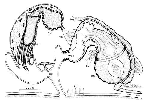 Coelogynopora forcipis Coelogynopora forcipis