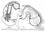 Platyhelminthes (flatworms)
