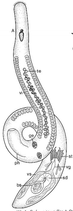 Coelogynopora gallica Coelogynopora gallica