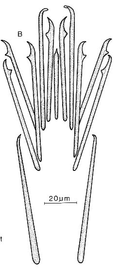 Coelogynopora gallica Coelogynopora gallica