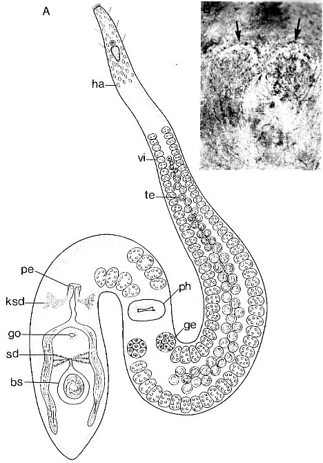 Coelogynopora gynocotyla Coelogynopora gynocotyla