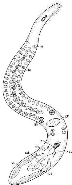 Coelogynopora hamulis