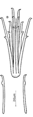 Coelogynopora hamulis Coelogynopora hamulis