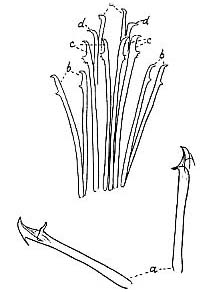 Coelogynopora hangoensis Coelogynopora hangoensis