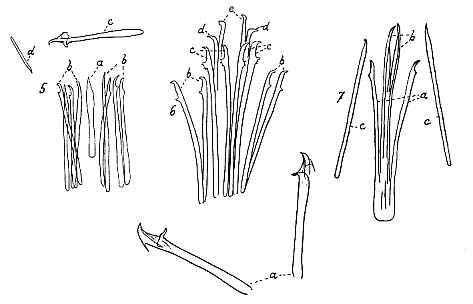 Coelogynopora schultzii Coelogynopora schultzii