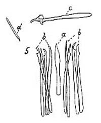 Coelogynopora schultzii Coelogynopora schultzii