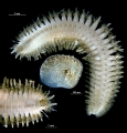 Polychaeta (bristle worms)