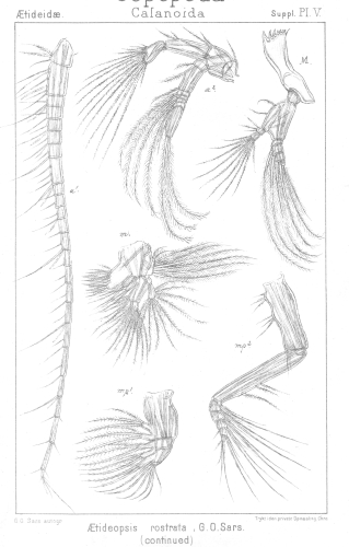 Aetideopsis rostrata from Sars, G.O. 1903