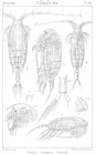 Aetideus armatus from Sars, G.O. 1901