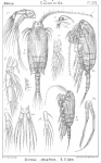 Chiridius obtusifrons from Sars, G.O. 1902