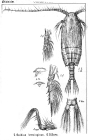 Gaidius brevispinus from Sars, G.O. 1900
