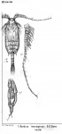 Gaidius tenuispinus from Sars, G.O. 1900