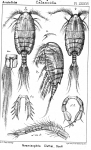 Paramisophria cluthae from Sars, G.O. 1902