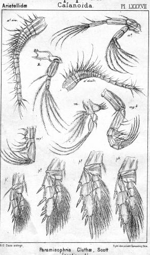 Paramisophria cluthae from Sars, G.O. 1902