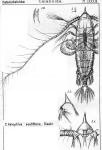 Haloptilus acutifrons from Sars, G.O. 1902