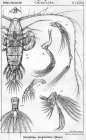 Haloptilus longicornis from Sars, G.O. 1902